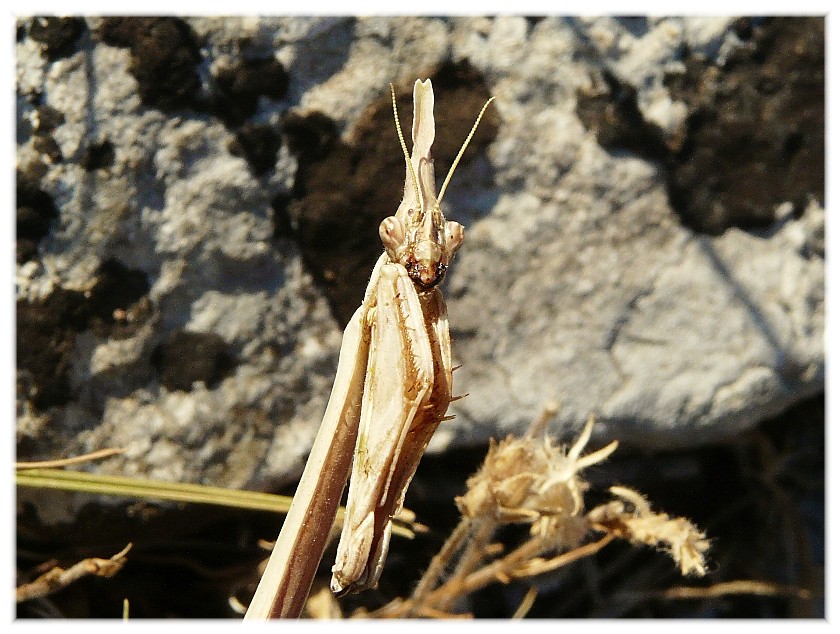 Empusa pennata....?